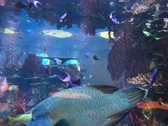 -迪拜帆船酒店海底餐厅