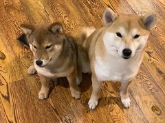 抹茶和hoji-柴务处·柴犬主题狗咖