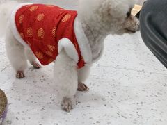 -喵园·猫主题咖啡厅·撸猫·猫咖(国贸店)