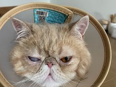 -爱侣宠医·鹦鹉专科·小型哺乳类·异宠专科(灵石路店)