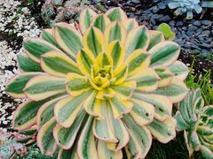 -崇圣寺三塔文化旅游区