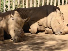 -泉州海丝野生动物世界