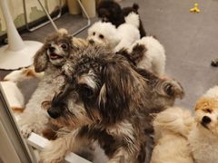 -有喵·猫咖·狗咖·30几只猫10只小狗(岗厦店)