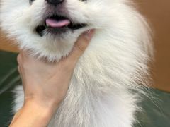 -联合动物医院(光谷诊疗中心)