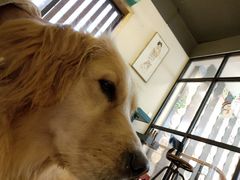 -萌喵咖啡屋(人民东路4号口M16商铺店)
