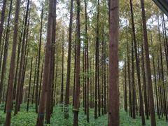 -黄海国家森林公园