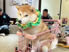-逗柴咖啡屋·狗咖猫咖宠物桌游