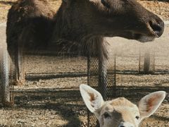 -秦皇岛野生动物园