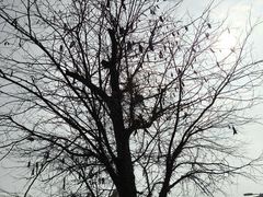 -新津老码头旅游小镇