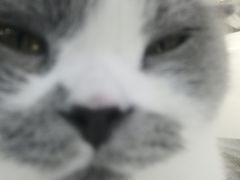 -喵园·猫主题咖啡厅·撸猫·猫咖(国贸店)