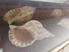 -贝壳王国博物馆
