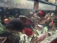 -太平洋海底世界