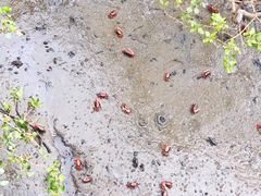 -北海金海湾红树林生态旅游区