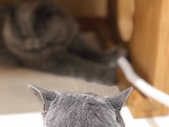 -猫和宫(六道口店)