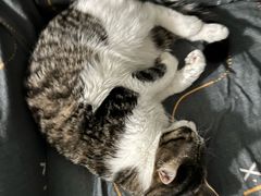 -pd派德宠物中心医院24H急重症·眼科中心·血液透析中心(嵩山北路店)