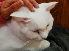 -有猫主题·治愈系猫咖(曾厝垵店)