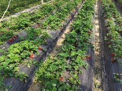 -喜杨洋草莓采摘园