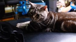 -幸运7纹身刺青Lucky7tattoo