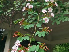 -中国科学院华南植物园