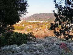 -香雪海