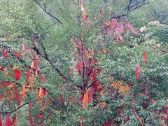 -叠溪松坪沟景区
