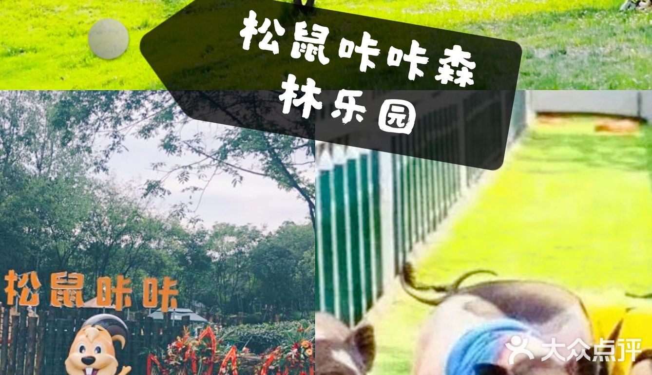 和松鼠🐿咔咔一起玩耍吧！