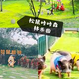 和松鼠🐿咔咔一起玩耍吧！