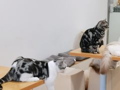 -有喵·猫咖·狗咖·30几只猫10只小狗(岗厦店)