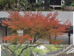 -秋霞圃