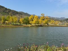 -千年银杏谷文化旅游区