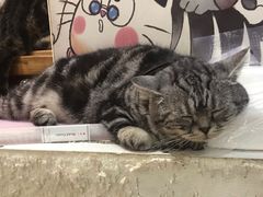 -李小姐の猫咖啡馆(五角场店)