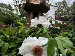 -龙华寺