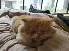 -more than meow吴止猫主题餐厅(承德 中船汇店)