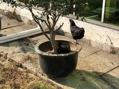 -天宫南铂玫瑰园酒店