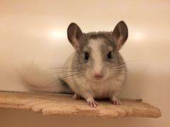 -龙猫仔乐园(惠福东路店)