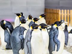 -海合安武汉极地海洋公园