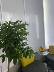 -PE SALON 