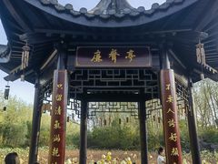 -合肥滨湖国家森林公园