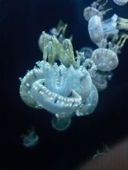 -Zoolung Zoolung动物主题公园(海信广场店)