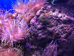 -悉尼海洋生物水族馆