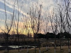 -两河城市森林公园