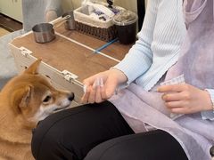 -逗柴咖啡屋·狗咖猫咖宠物桌游