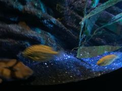 -暹罗海洋世界
