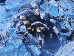 -海合安天津极地海洋公园