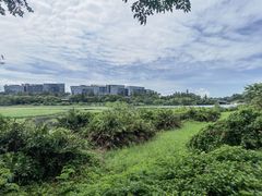 -华侨城湿地公园