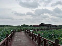 景点-荷塘月色湿地公园·向阳花洲