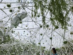 -上海鲜花港