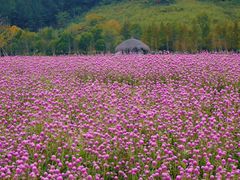 -径山花海