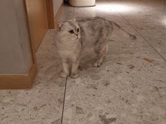 -飞行喵MR PILOT|猫舍·猫咖(静安大融城店)
