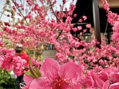 -桃源山庄·水蜜桃采摘·柴火鸡·烧烤团建(龙泉山店)